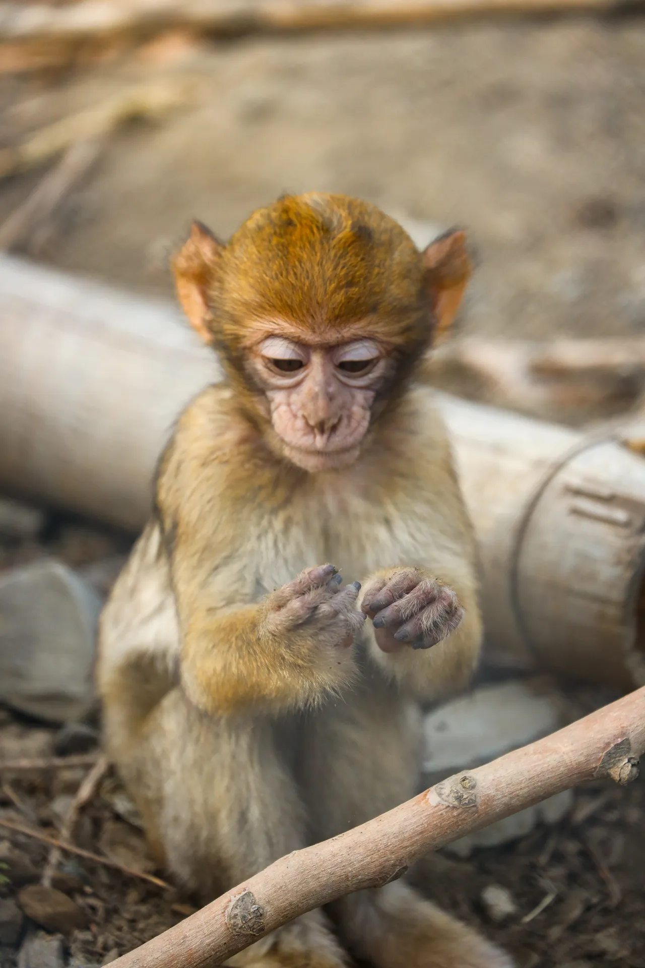Djur fotograferat på Tbilisi Zoo – bild 14