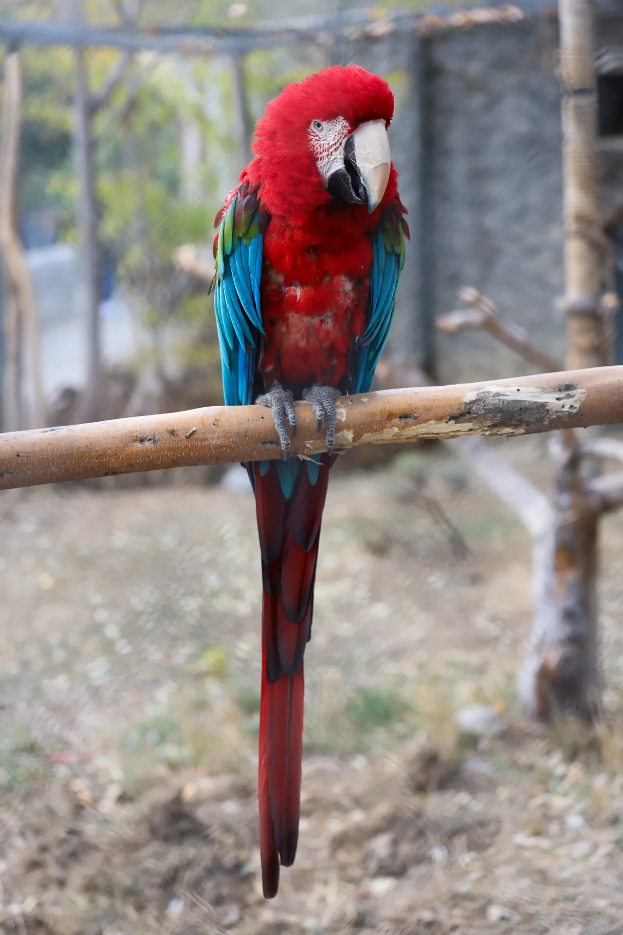 Djur fotograferat på Tbilisi Zoo – bild 10