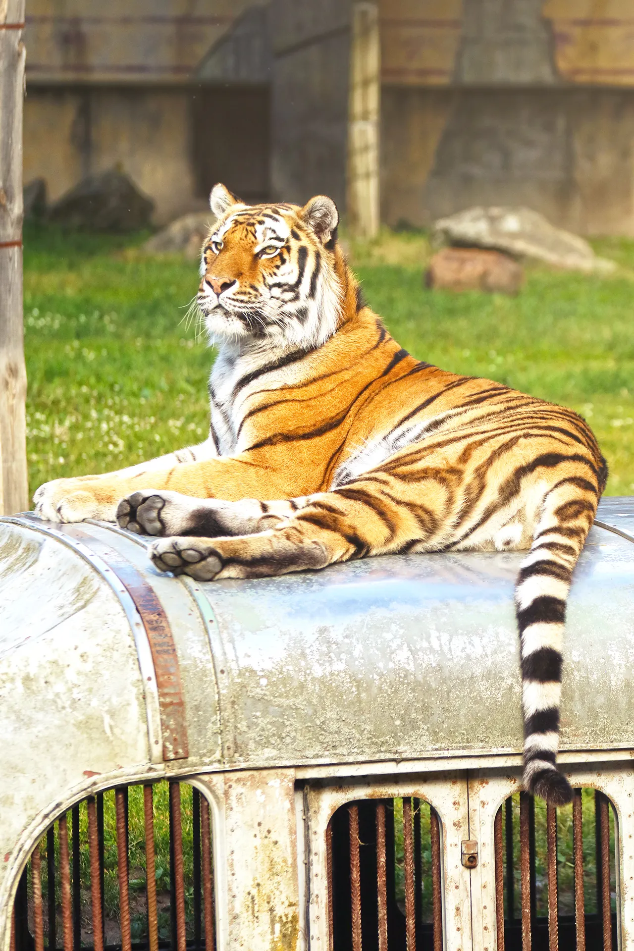 Tiger