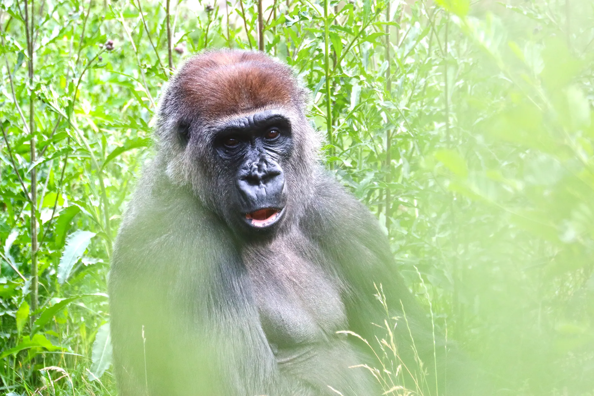 Västlig Gorilla