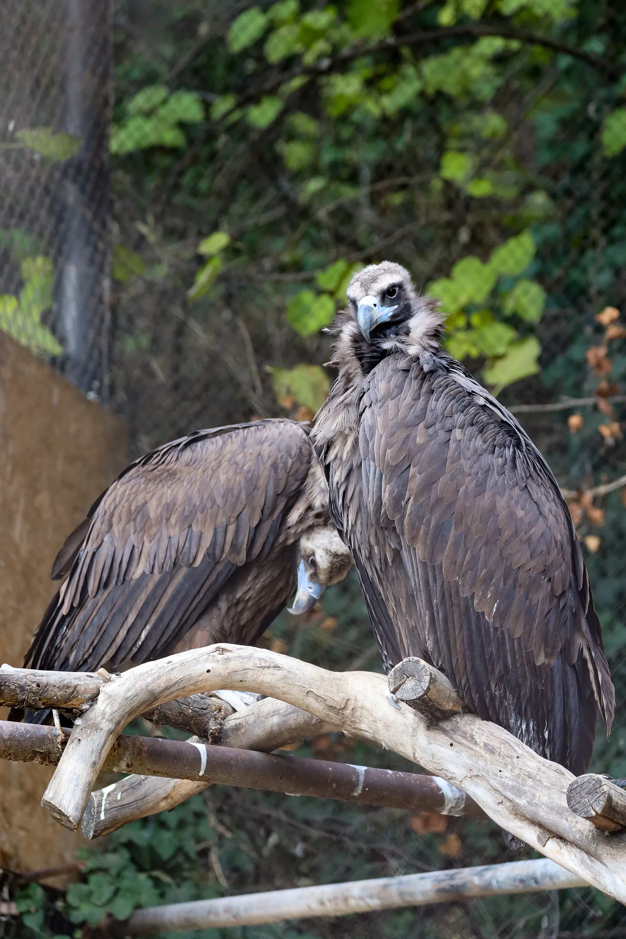 Djur fotograferat på Tbilisi Zoo – bild 8