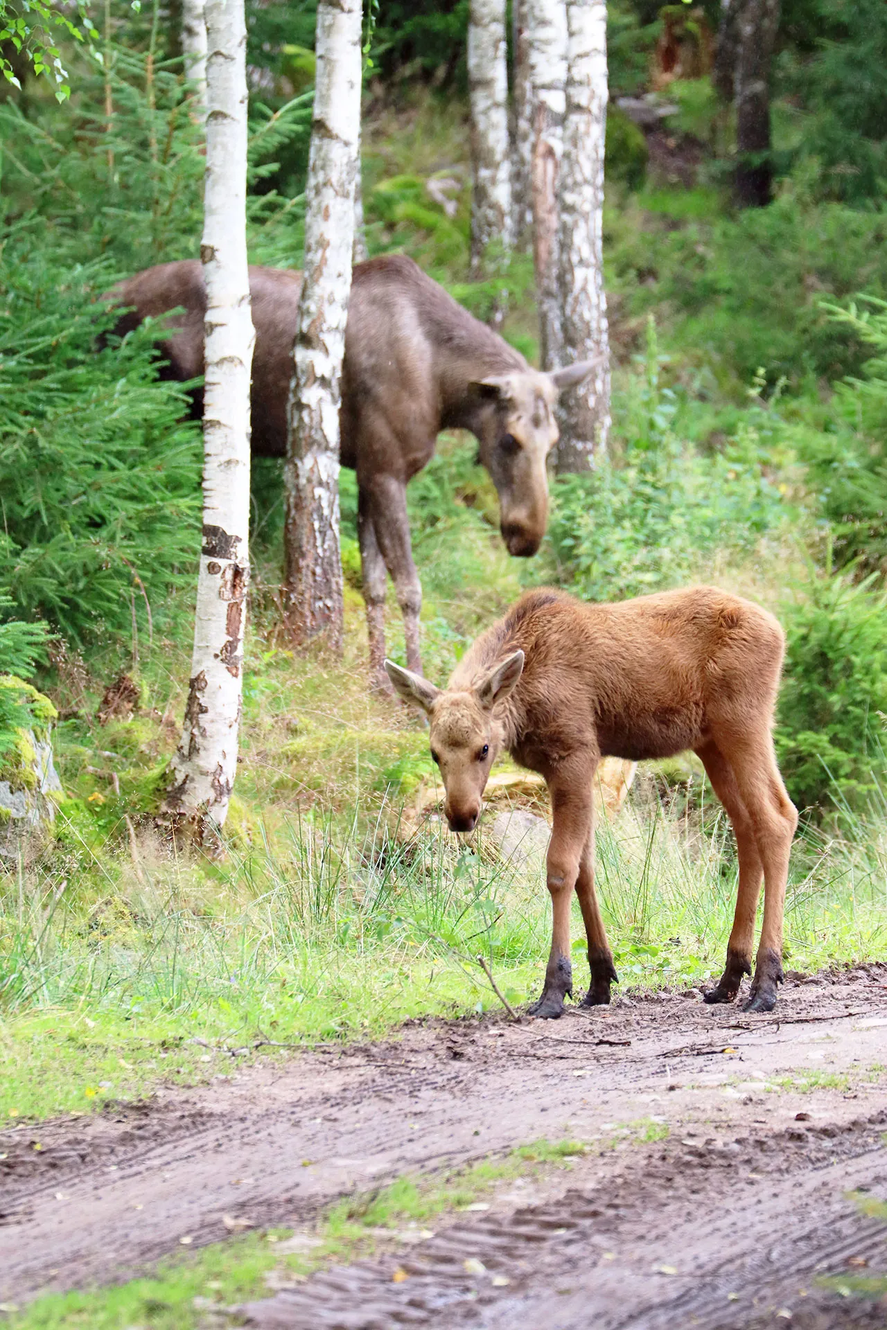 Älgkalv och mamma