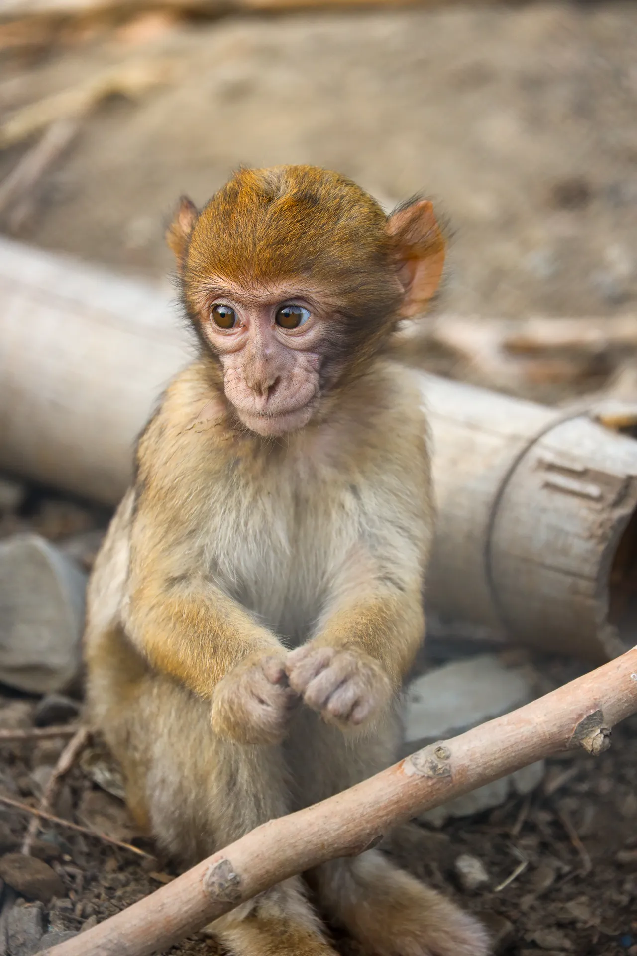 Djur fotograferat på Tbilisi Zoo – bild 16