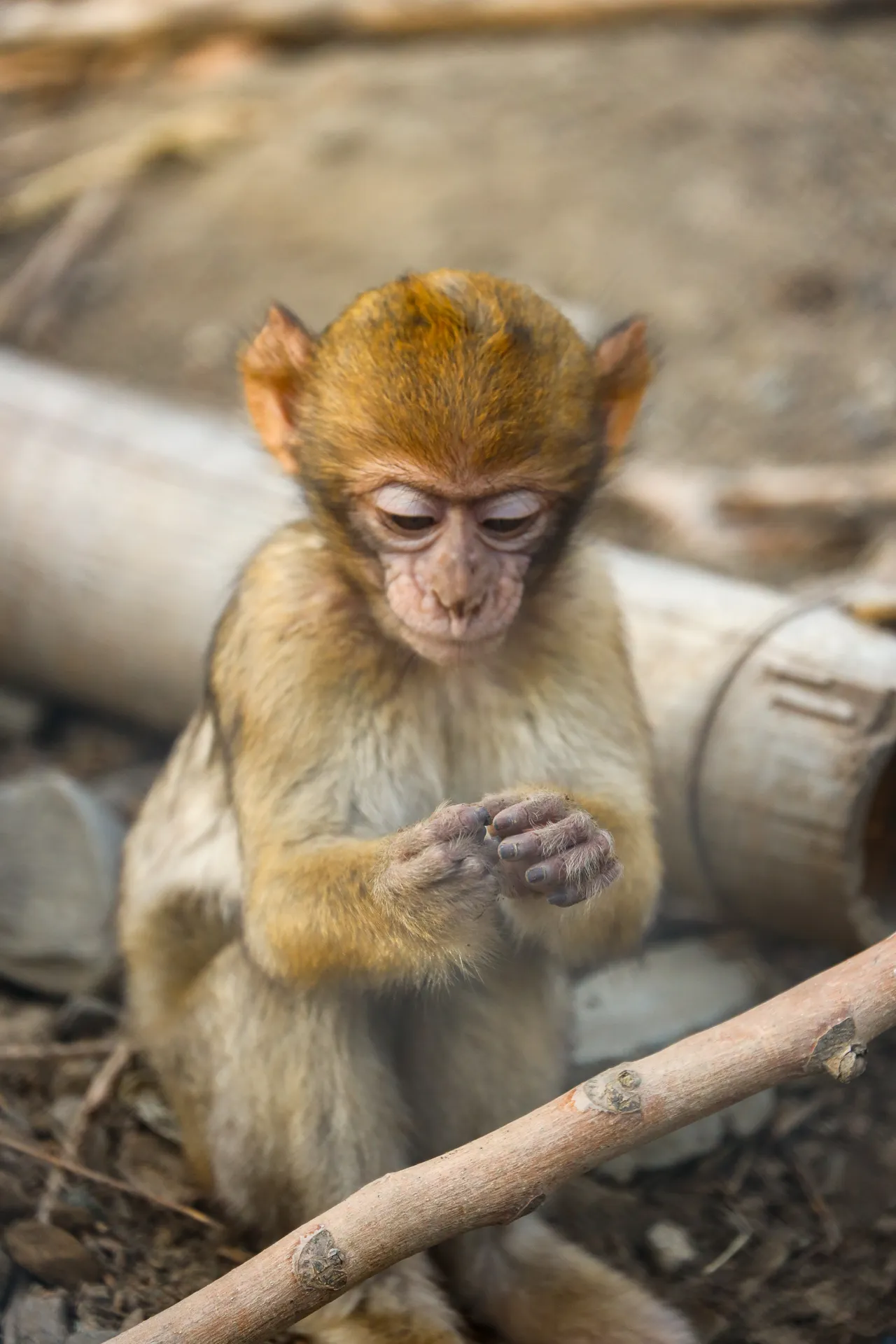Djur fotograferat på Tbilisi Zoo – bild 15