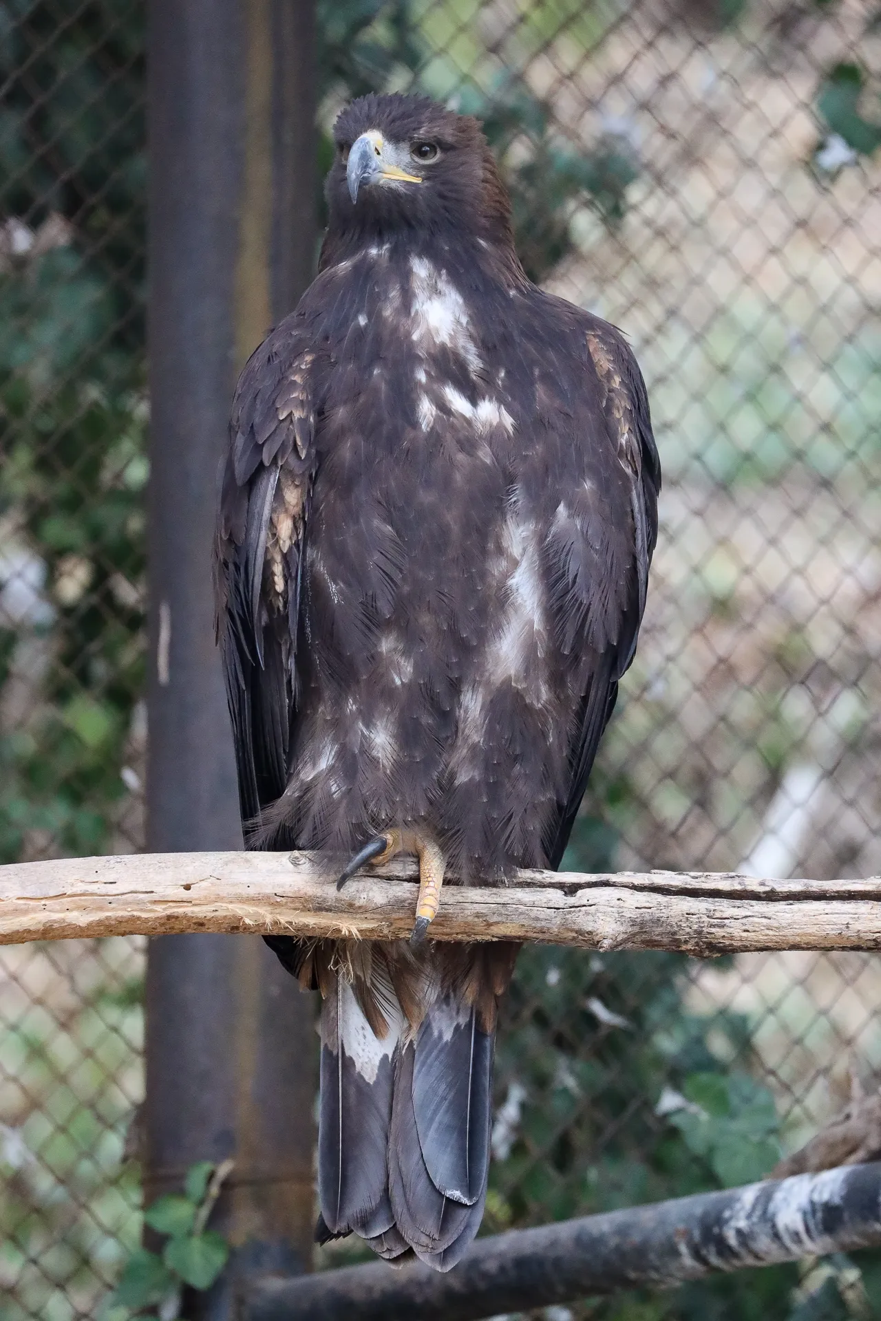 Djur fotograferat på Tbilisi Zoo – bild 5