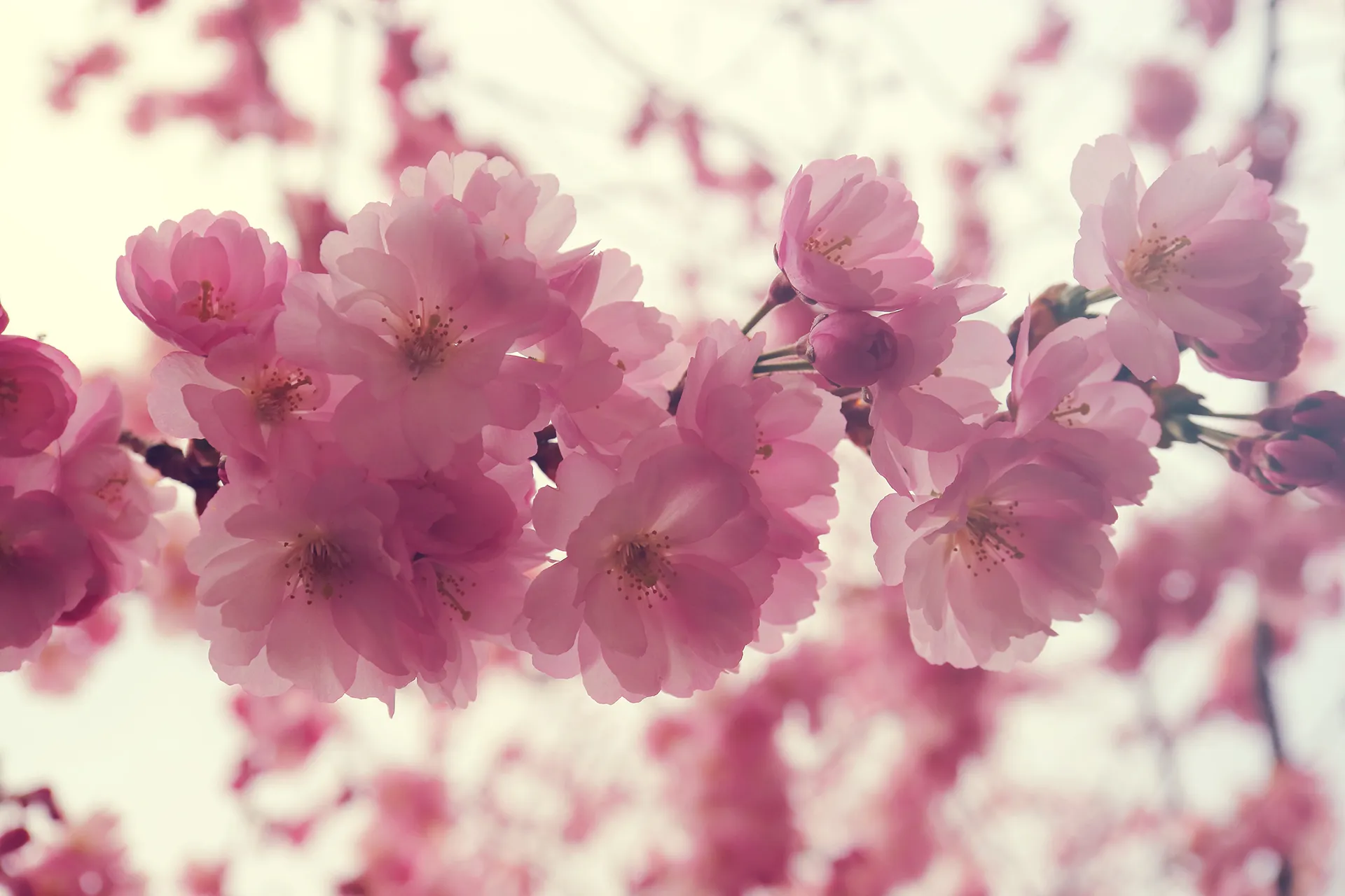 Körsbärs blomning i Kungsträdgården