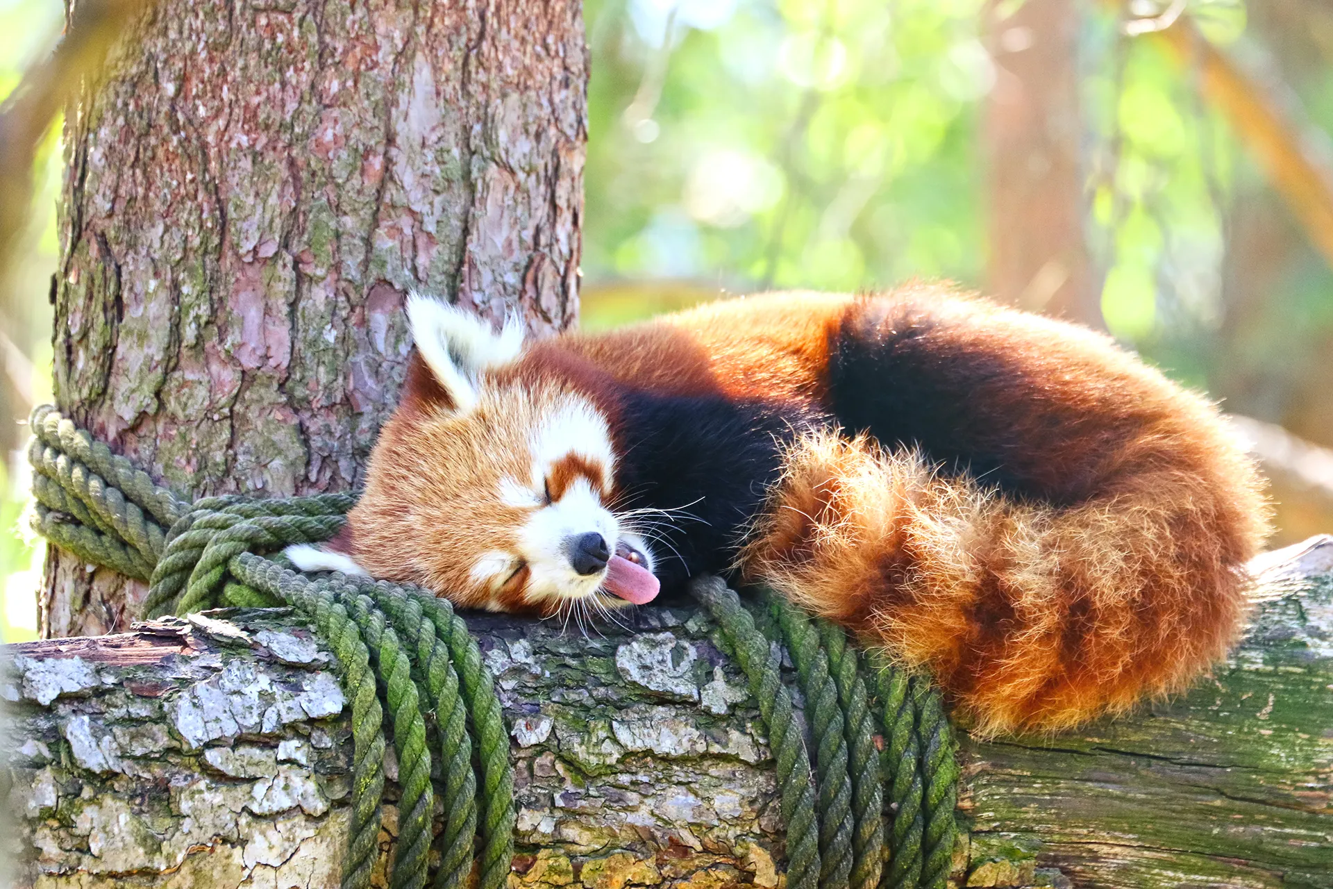 Röd panda