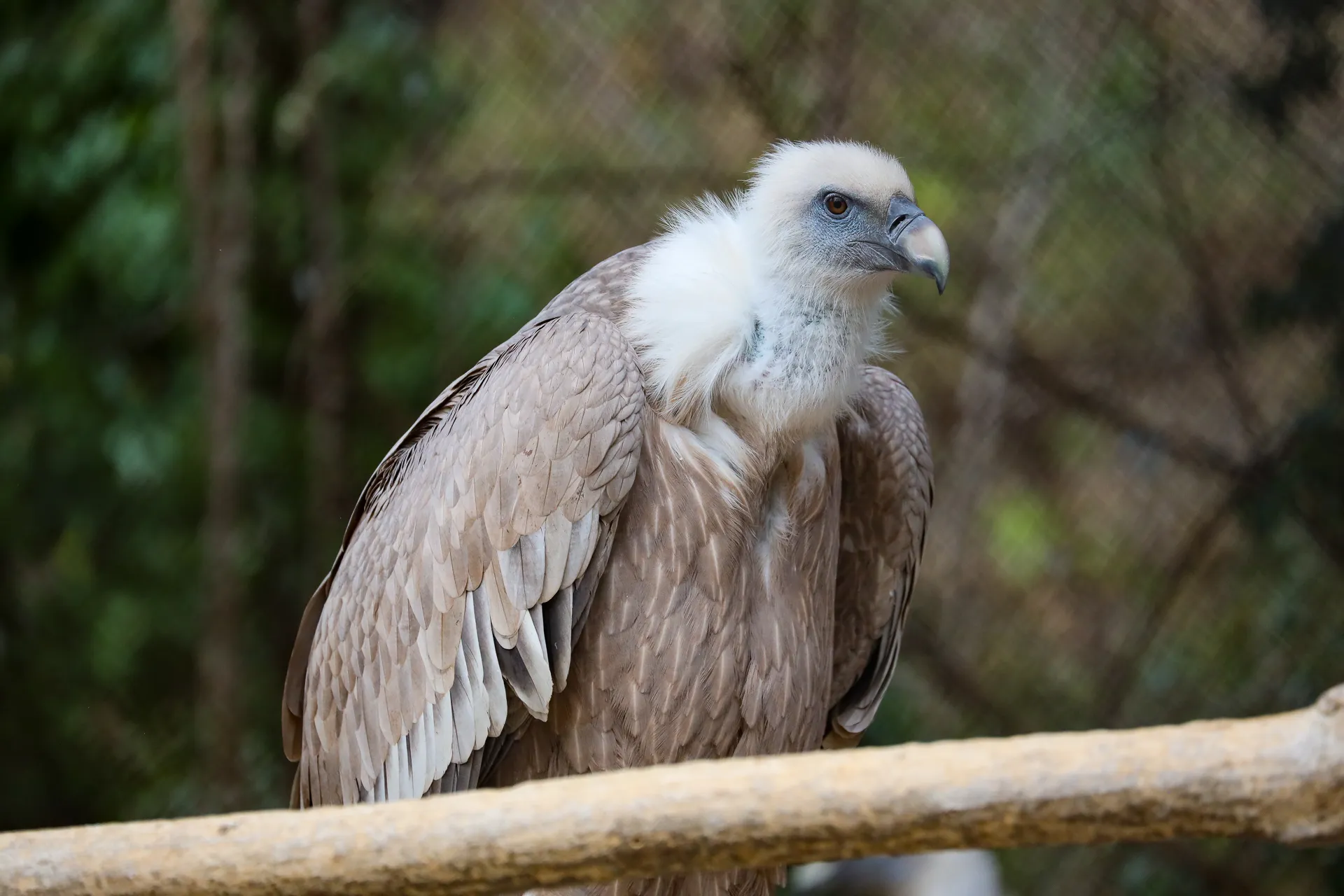 Djur fotograferat på Tbilisi Zoo – bild 2