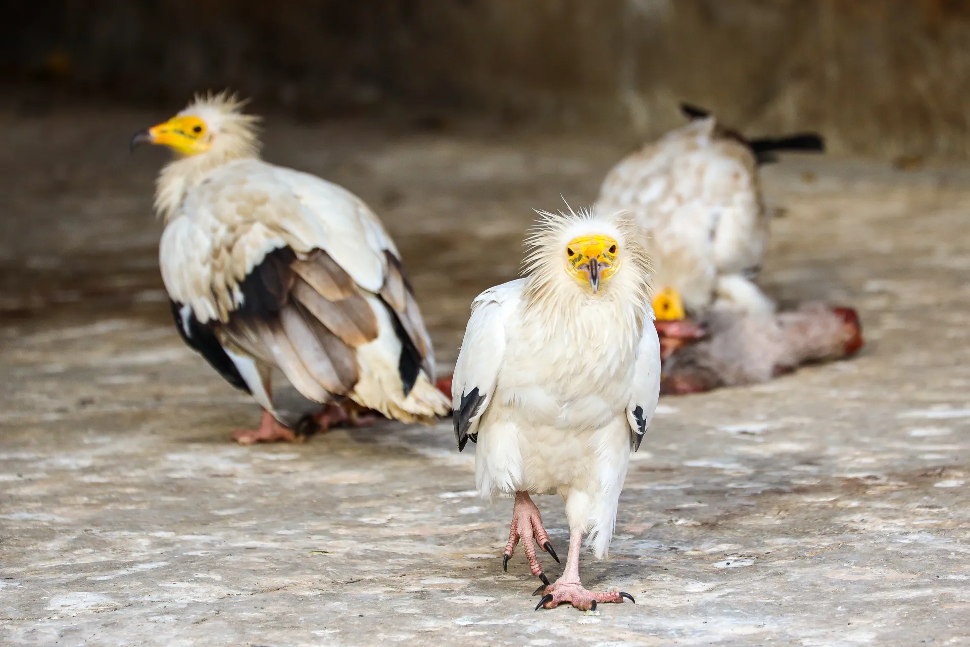 Djur fotograferat på Tbilisi Zoo – bild 9
