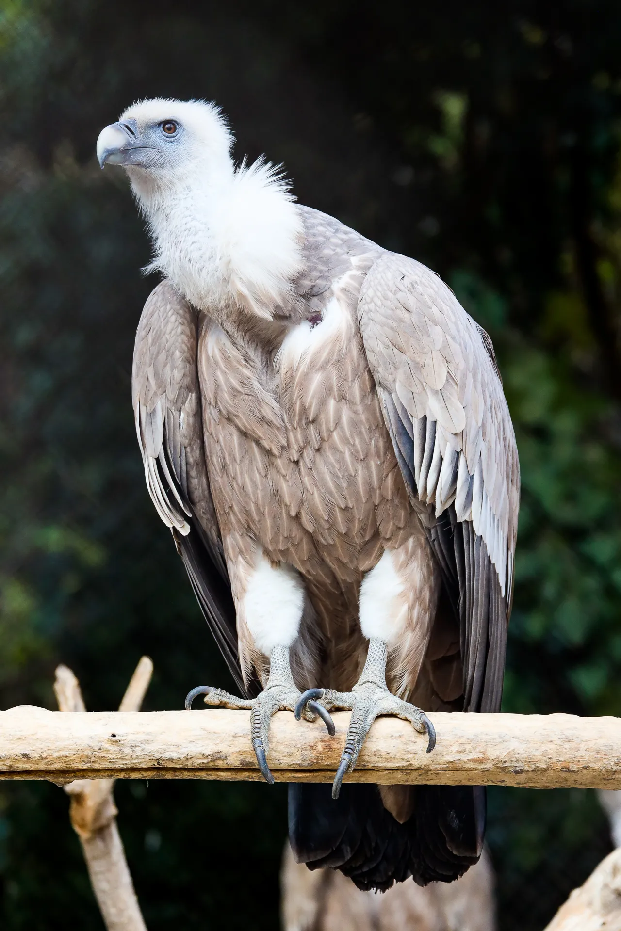 Djur fotograferat på Tbilisi Zoo – bild 3