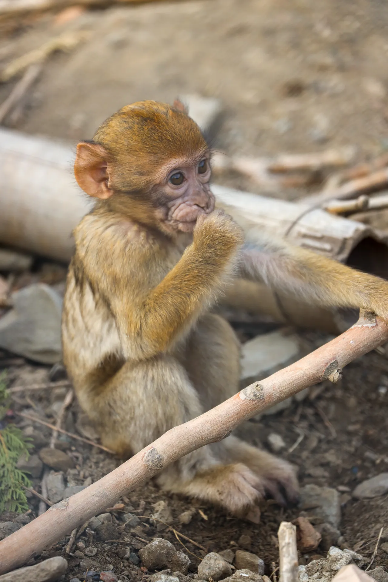 Djur fotograferat på Tbilisi Zoo – bild 17