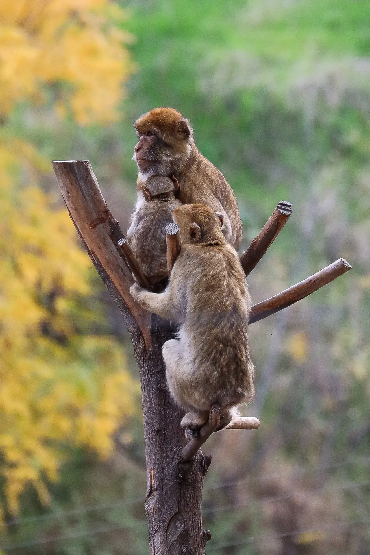 Djur fotograferat på Tbilisi Zoo – bild 19