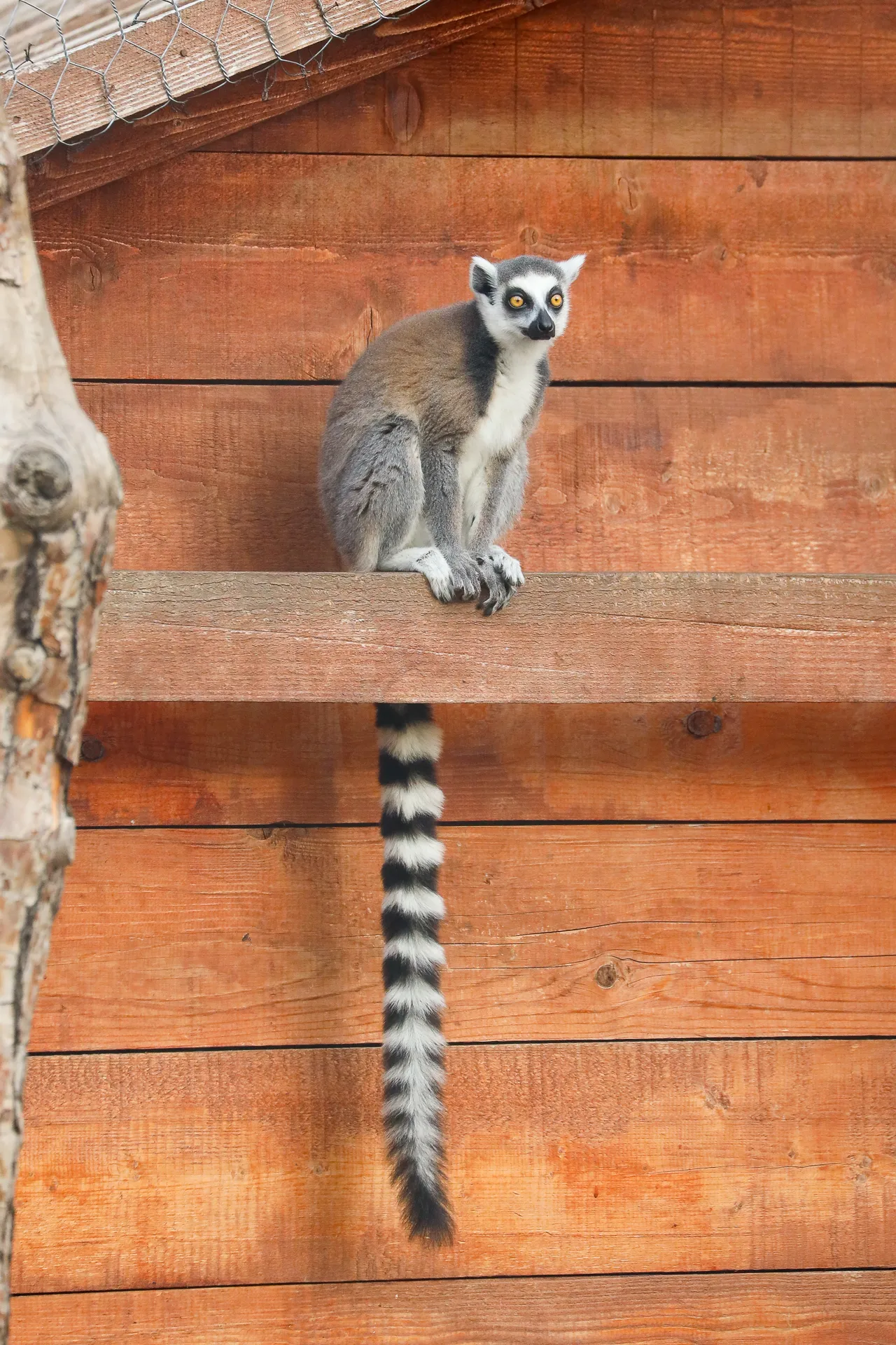 Djur fotograferat på Tbilisi Zoo – bild 22