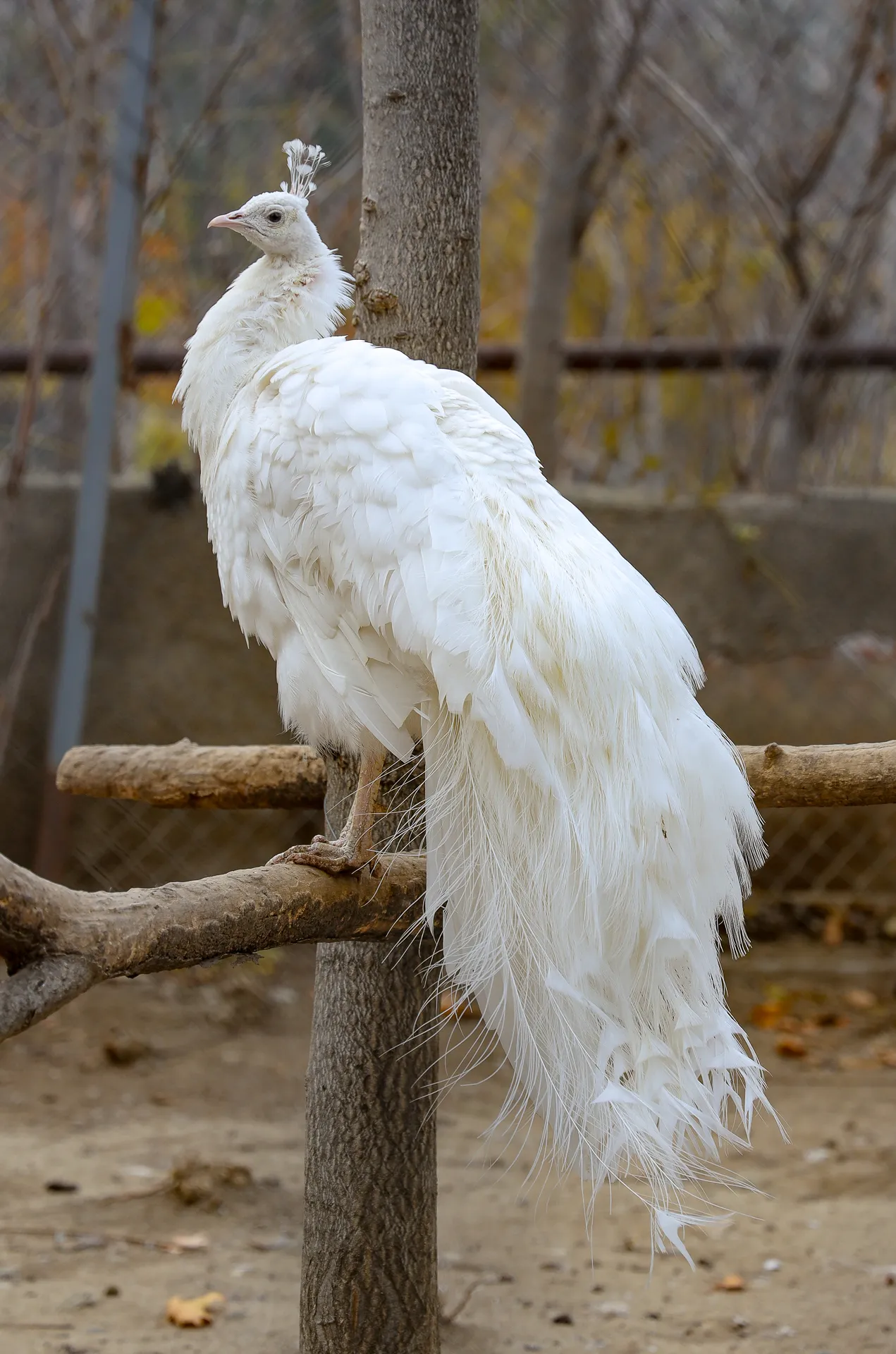 Djur fotograferat på Tbilisi Zoo – bild 1