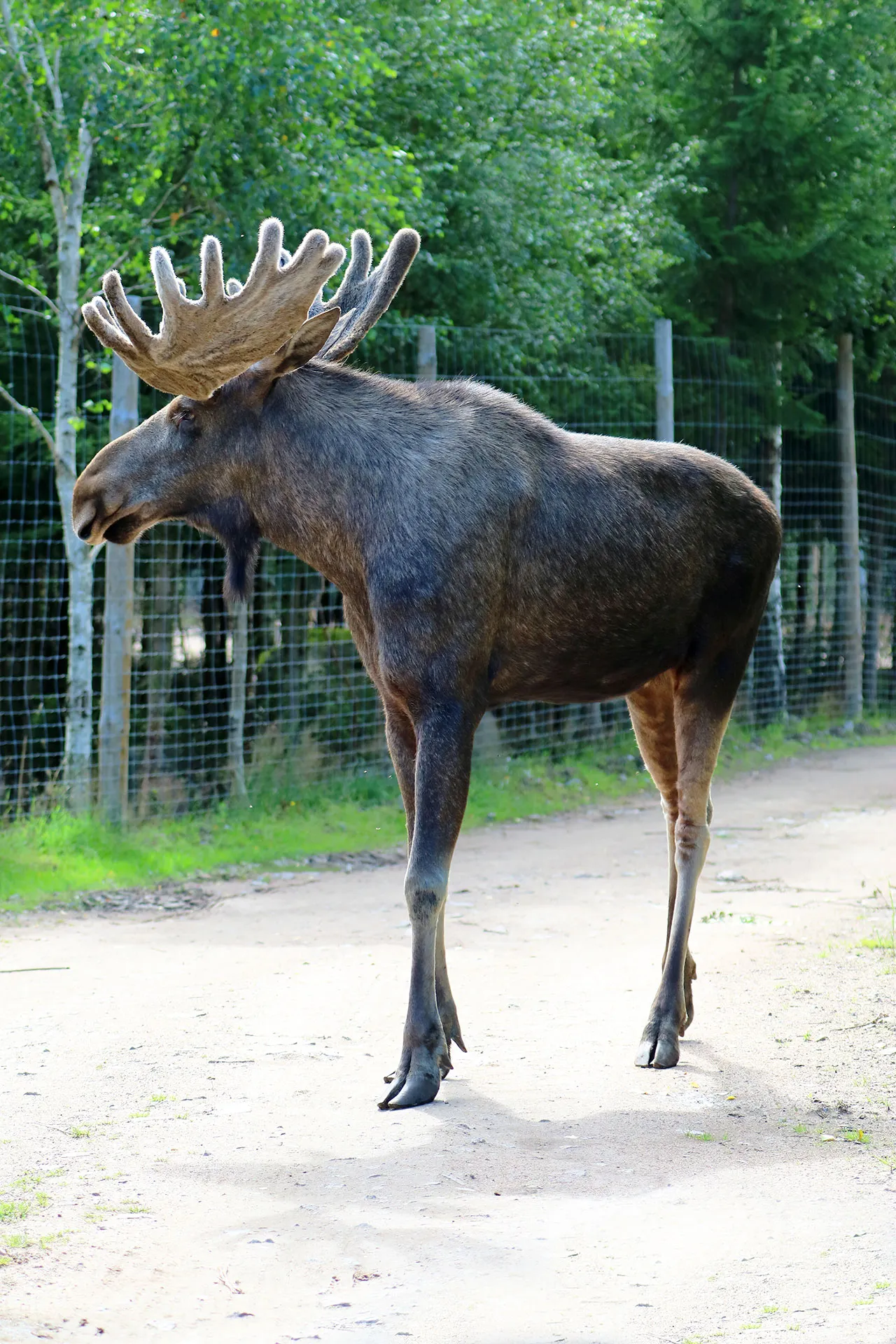 Älgtjur