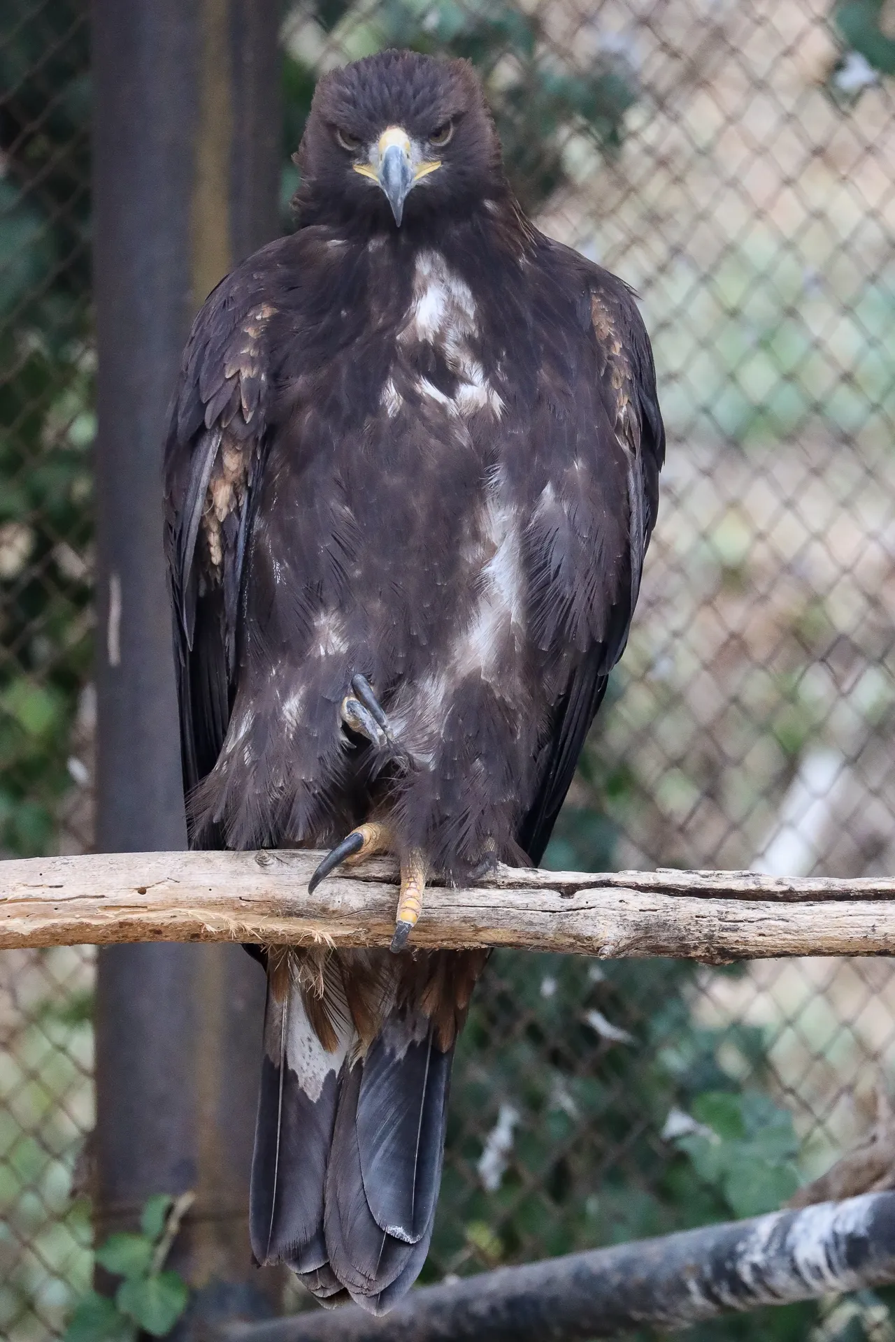 Djur fotograferat på Tbilisi Zoo – bild 6