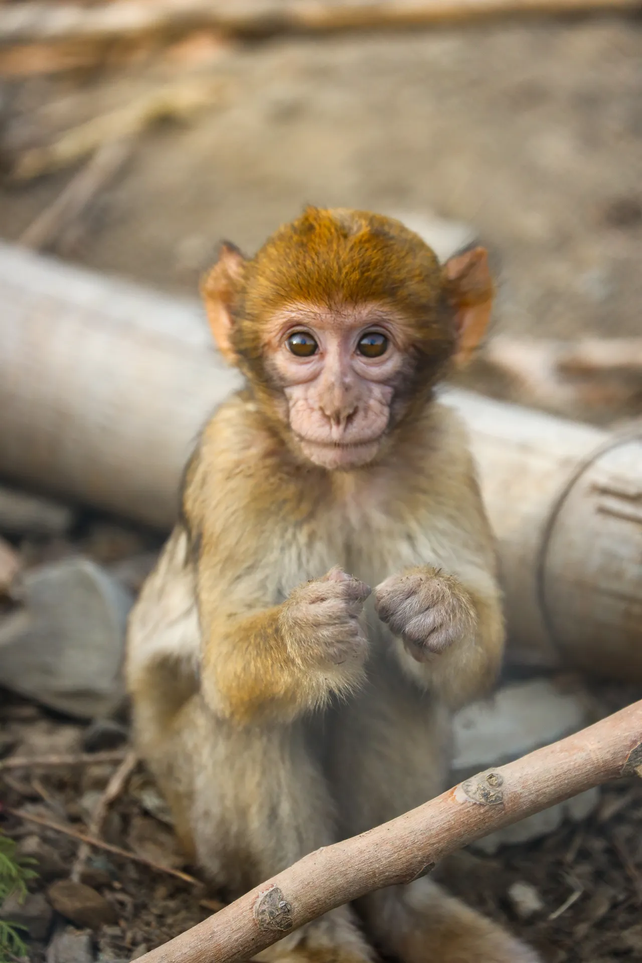 Djur fotograferat på Tbilisi Zoo – bild 13
