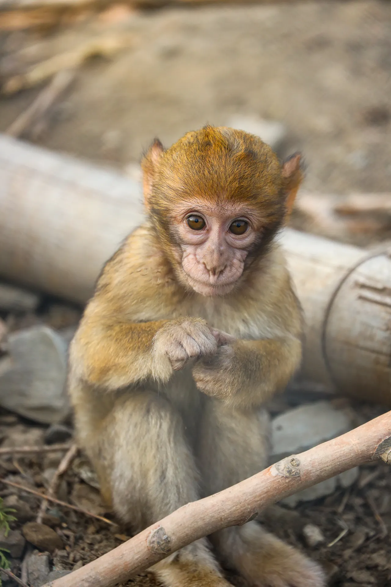Djur fotograferat på Tbilisi Zoo – bild 11