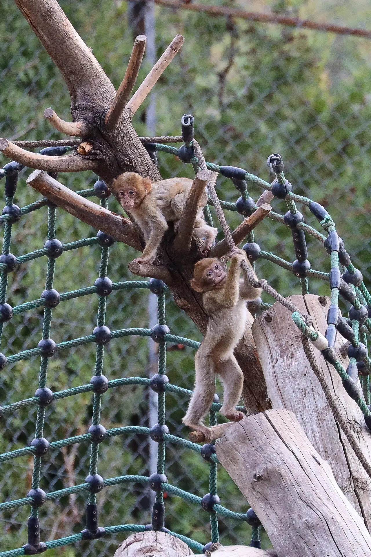 Djur fotograferat på Tbilisi Zoo – bild 18