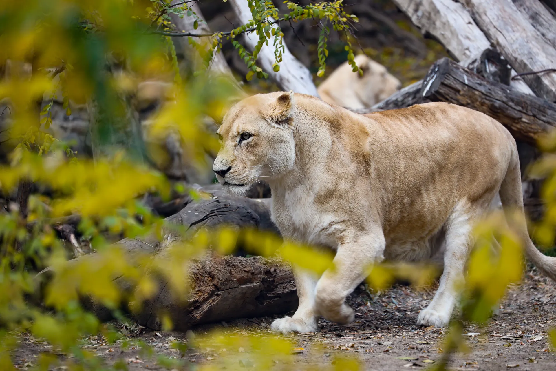 Djur på Tbilisi Zoo i Georgien