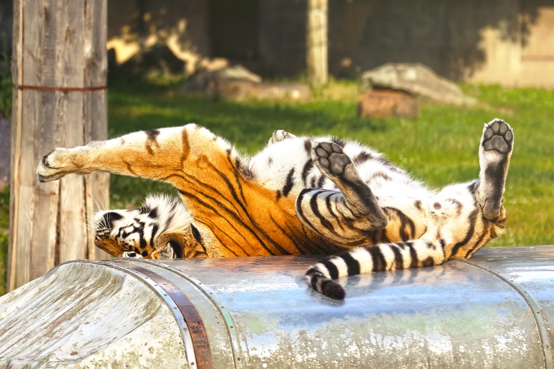 Tiger