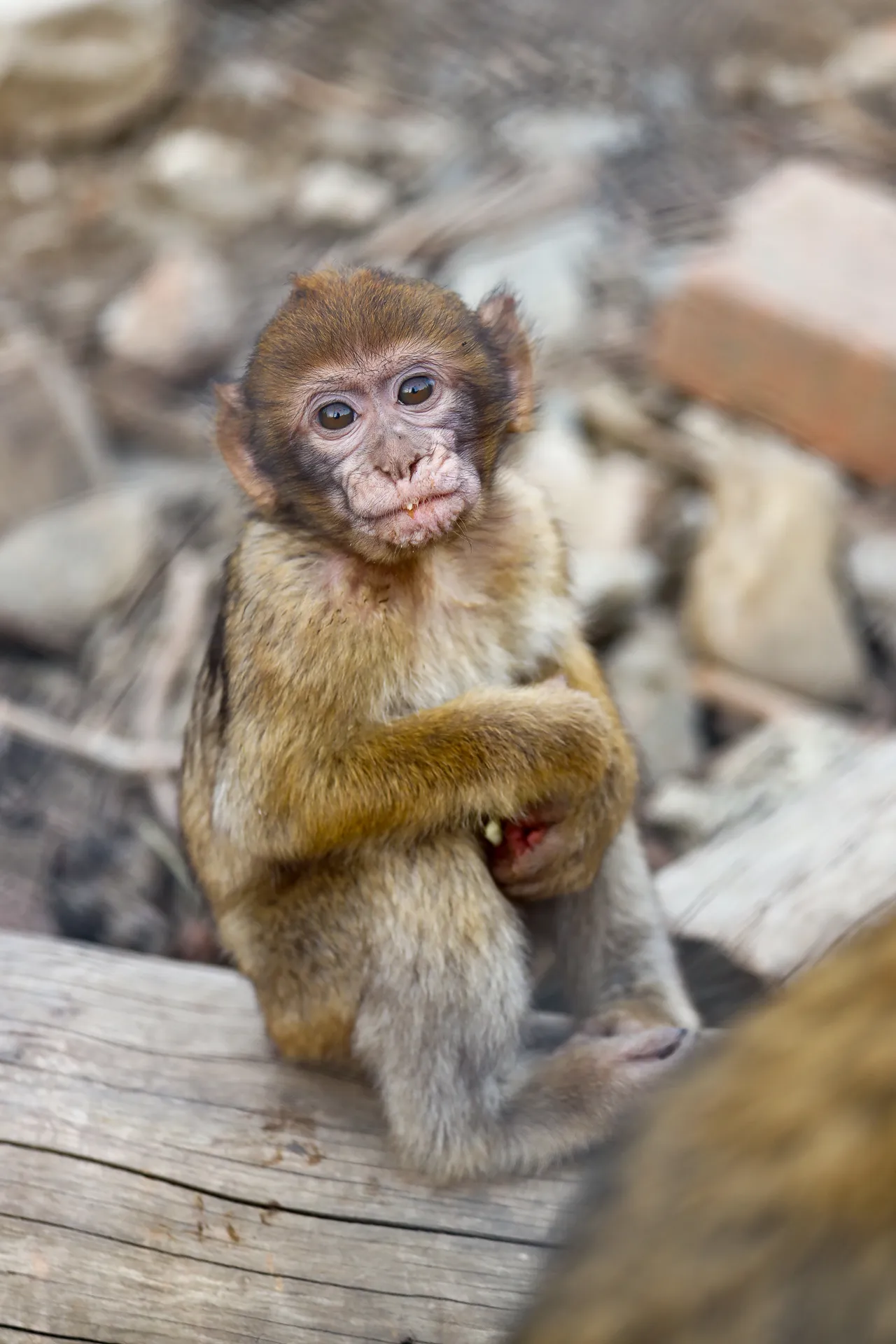 Djur fotograferat på Tbilisi Zoo – bild 21