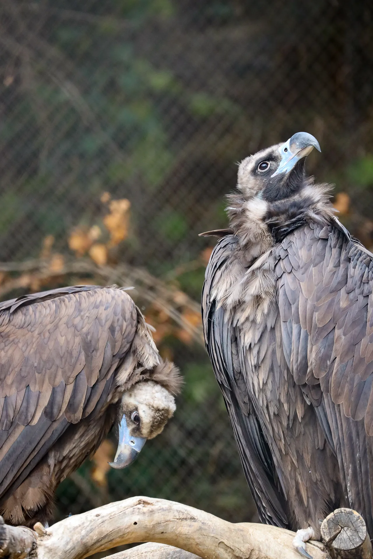 Djur fotograferat på Tbilisi Zoo – bild 4