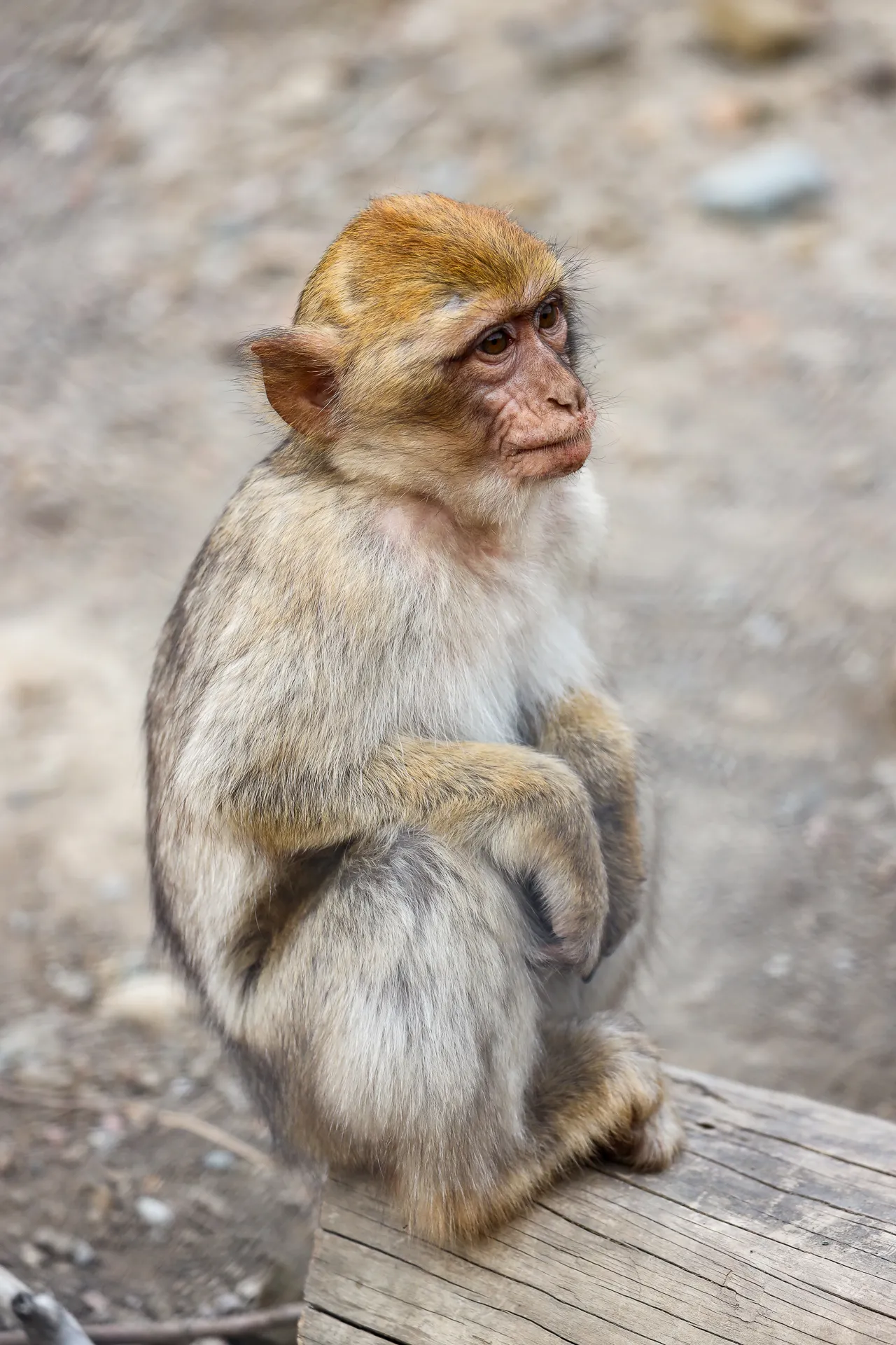 Djur fotograferat på Tbilisi Zoo – bild 20