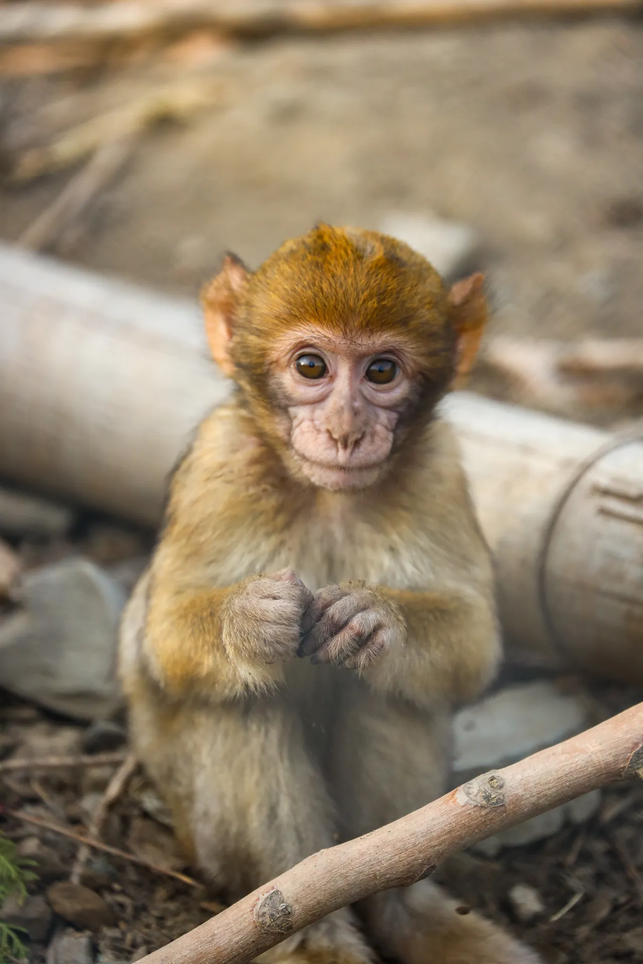 Djur fotograferat på Tbilisi Zoo – bild 12